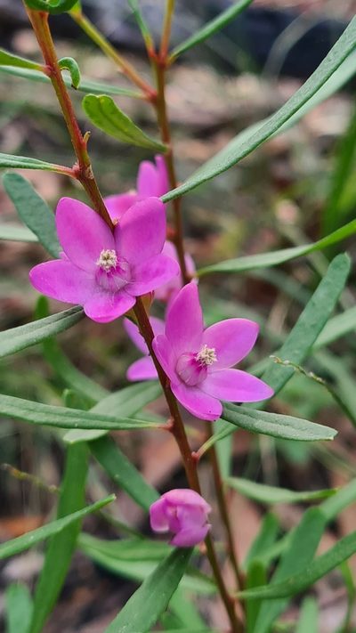 Crowea exalata, photographed by Vale Jenny Conolly