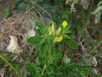 Chamaecytisus supinus, photographed by Gabriel Mayrhofer