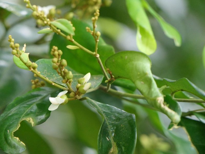 Xanthophyllum flavescens, photographed by Dinesh Valke