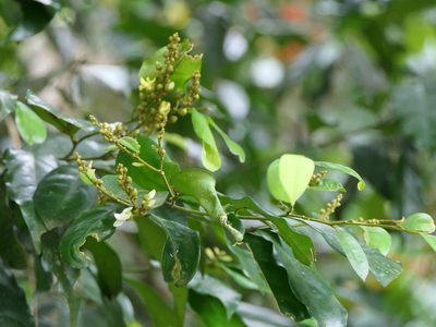 Xanthophyllum flavescens, photographed by Dinesh Valke