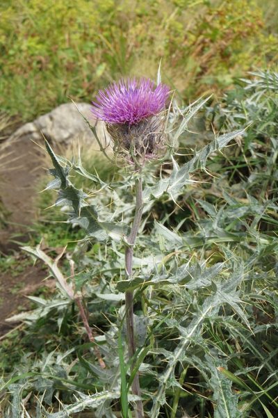 Cirsium cephalotes, photographed by Марина