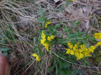 Genista germanica, photographed by Gabriel Mayrhofer