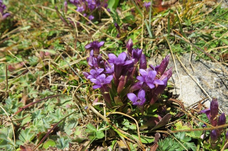Gentianella caucasea, photographed by Марина