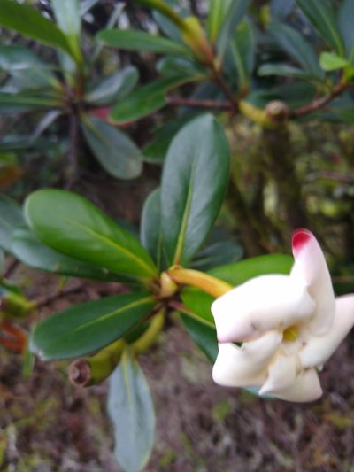 Cosmibuena valerii, photographed by Leo Arias