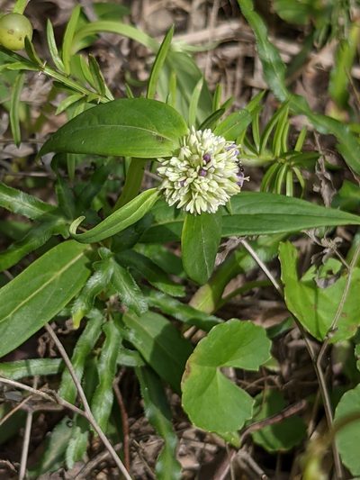 Hedyotis uncinella, photographed by portioid