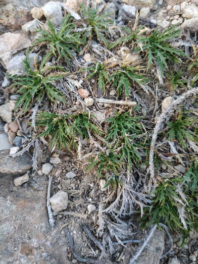 Atractylis humilis, photographed by Tim Johnson