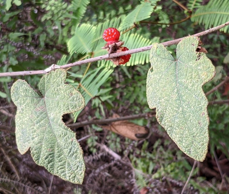 Rubus reflexus, photographed by portioid