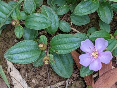 Melastoma dodecandrum, photographed by portioid