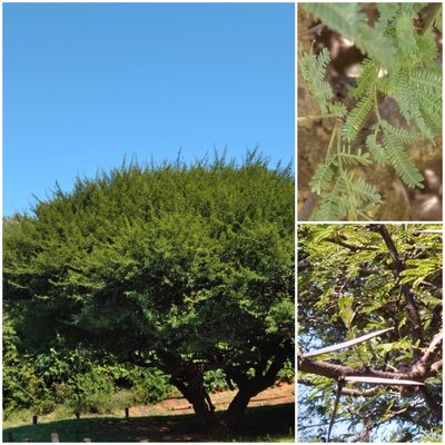 Vachellia tortilis, photographed by Rosemary Harrison