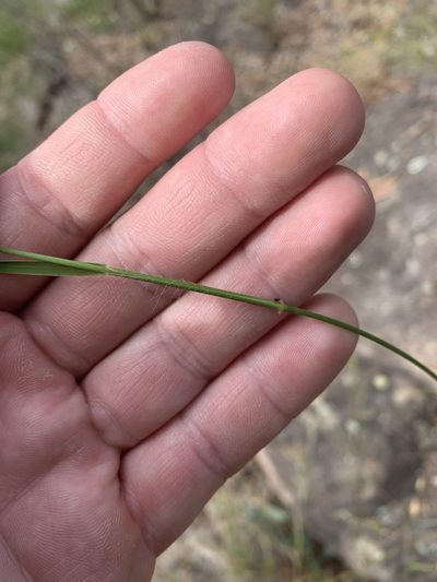 Dimorphochloa rigida, photographed by Guy Taseski