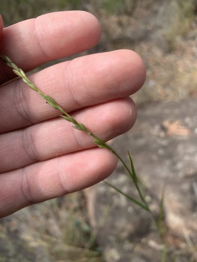 Dimorphochloa rigida, photographed by Guy Taseski