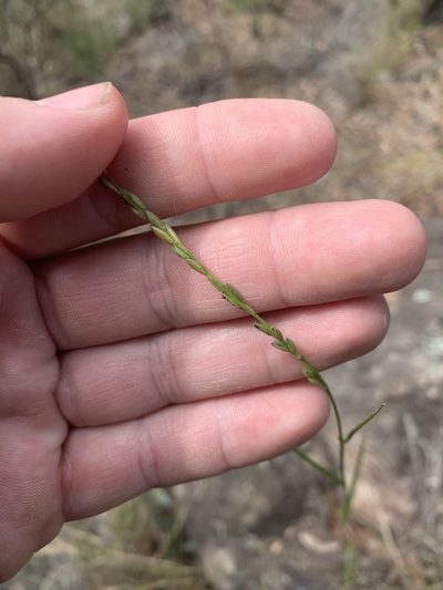 Dimorphochloa rigida, photographed by Guy Taseski