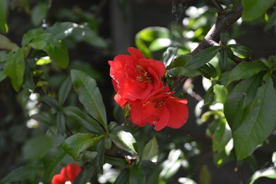 Chaenomeles speciosa, photographed by Phil James