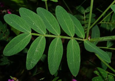 Lathyrus niger, photographed by Patrick Hacker