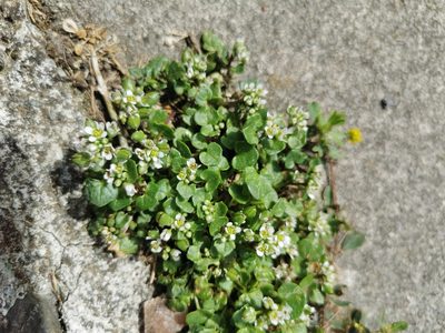 Cochlearia officinalis, photographed by Mark Pritchard