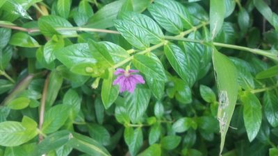 Cuphea hyssopifolia, photographed by Muhammad Malik Ali