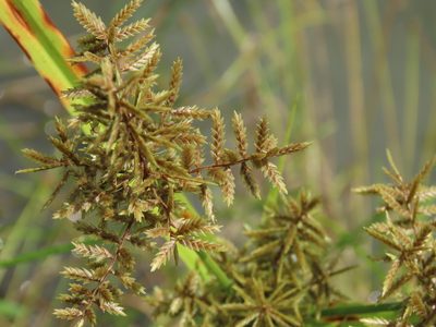 Cyperus pilosus, photographed by chiuluan