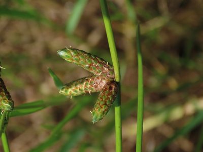 Schoenoplectiella juncoides, photographed by chiuluan