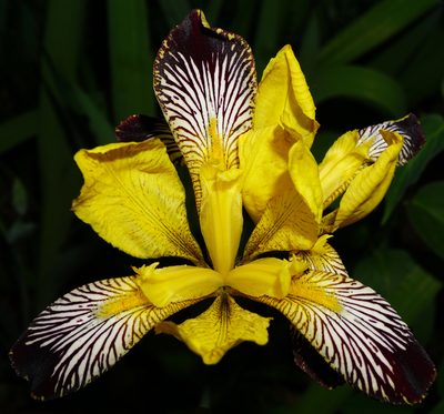 Iris variegata, photographed by Patrick Hacker