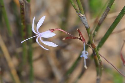 Prismatocarpus diffusus, photographed by Cecile Roux