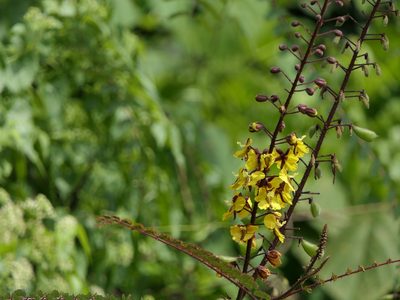 Hultholia mimosoides, photographed by Dinesh Valke