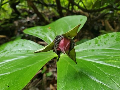 Trillium sulcatum, photographed by Zachary Wimberly