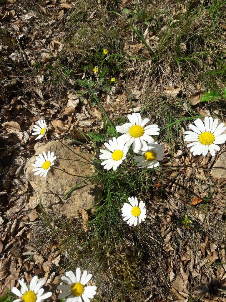 Leucanthemum graminifolium, photographed by Bastien Alegot