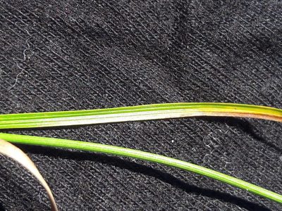 Carex liparocarpos, photographed by Bastien Alegot