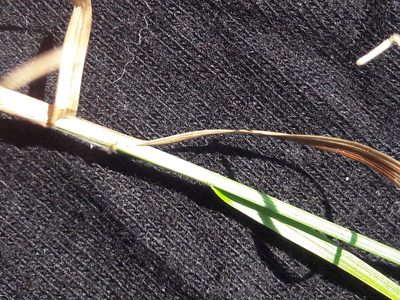 Carex liparocarpos, photographed by Bastien Alegot