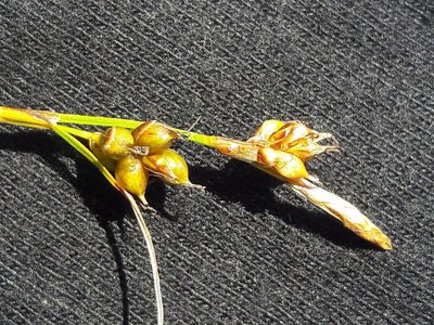 Carex liparocarpos, photographed by Bastien Alegot