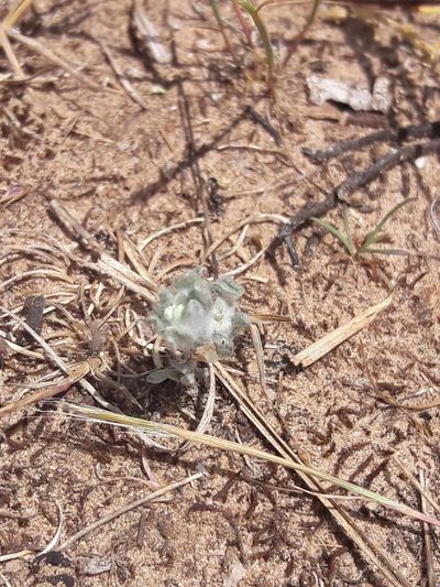 Bombycilaena erecta, photographed by Bastien Alegot
