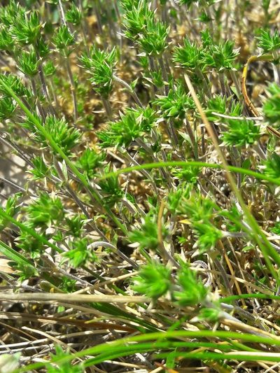 Arenaria aggregata, photographed by Bastien Alegot