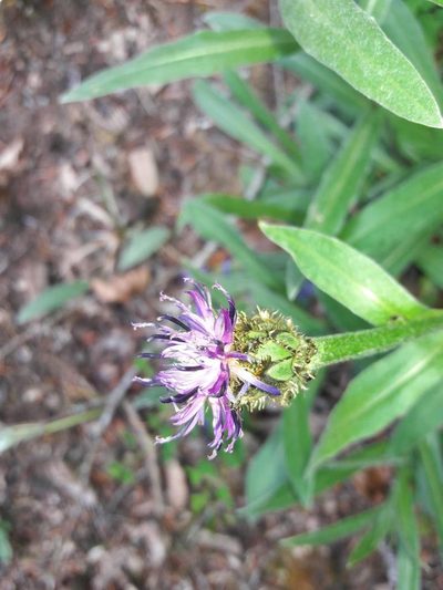 Centaurea semidecurrens, photographed by Bastien Alegot