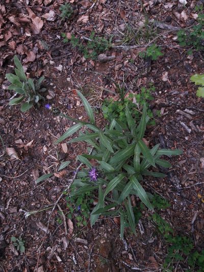 Centaurea semidecurrens, photographed by Bastien Alegot