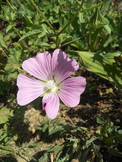 Malva punctata, photographed by etrusko25