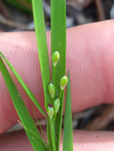Dichanthelium malacon, photographed by Scott Ward