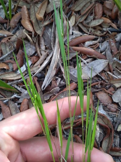 Dichanthelium malacon, photographed by Scott Ward