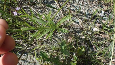 Verbena simplex, photographed by John Abrams