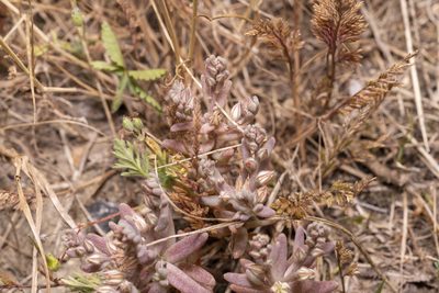 Sedum rubens, photographed by Eleftherios Katsillis