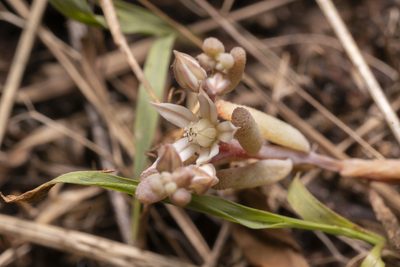 Sedum rubens, photographed by Eleftherios Katsillis