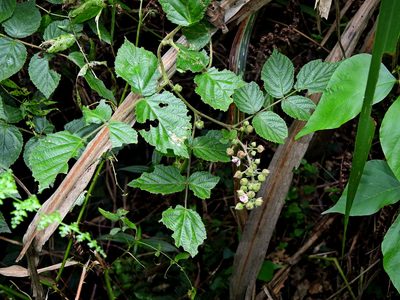 Rubus parviaraliifolius, photographed by Jacy Chen