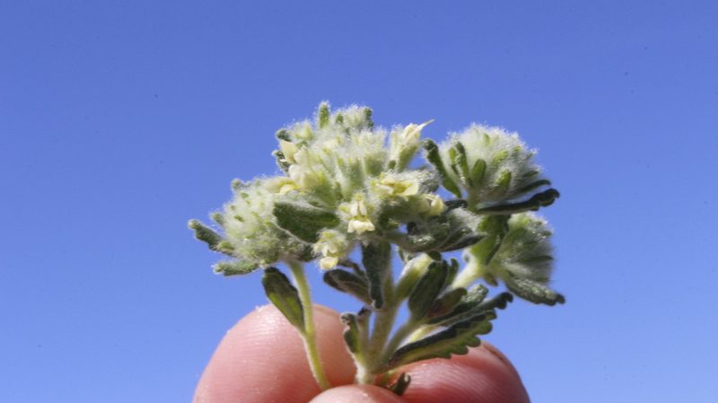 Teucrium rouyanum, photographed by Bastien Alegot