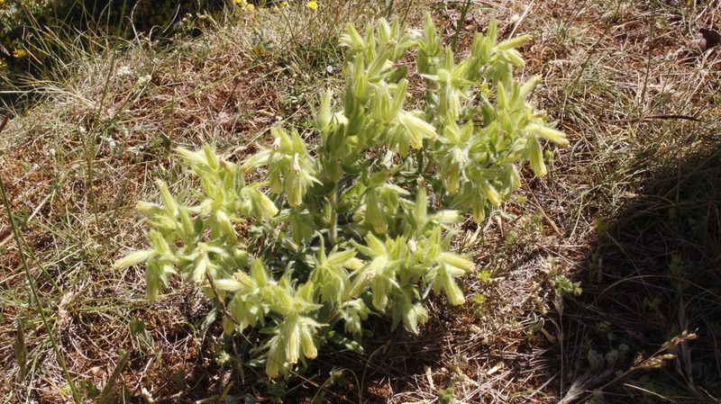 Onosma fastigiata, photographed by Bastien Alegot