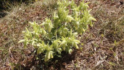 Onosma fastigiata, photographed by Bastien Alegot