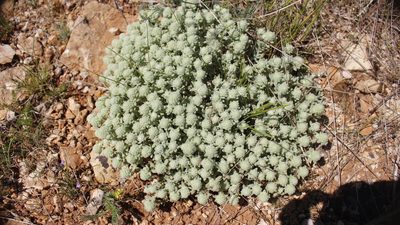 Teucrium rouyanum, photographed by Bastien Alegot