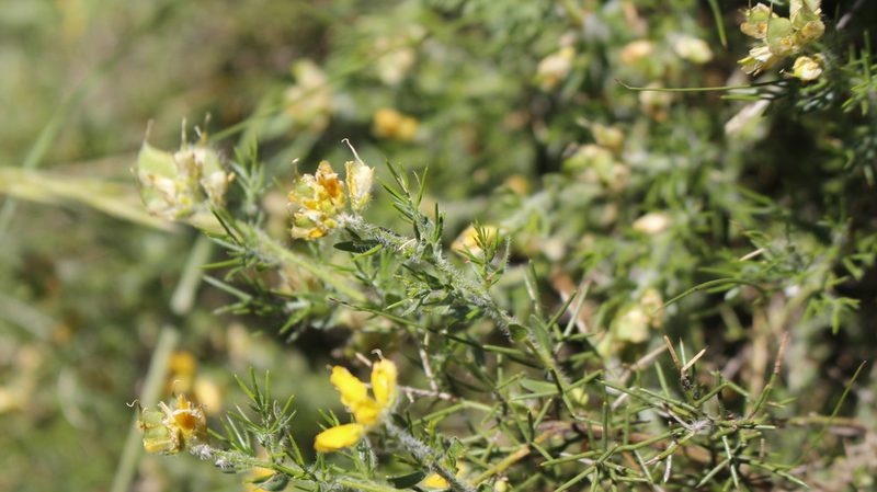 Genista hispanica, photographed by Bastien Alegot