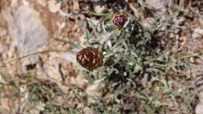 Leuzea conifera, photographed by Bastien Alegot