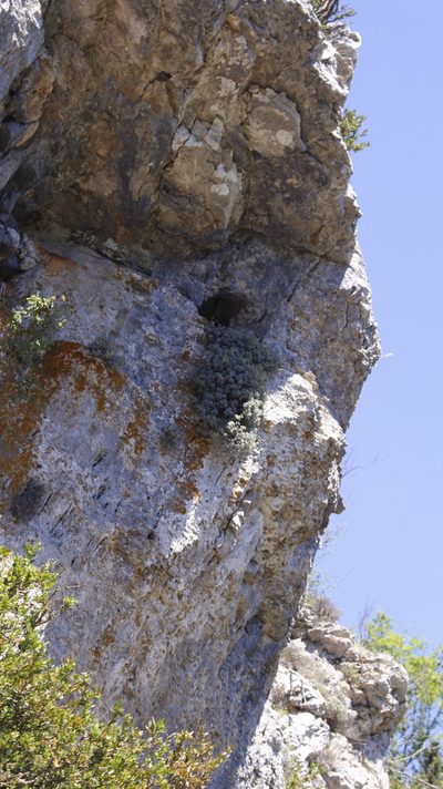 Hormathophylla saxigena, photographed by Bastien Alegot