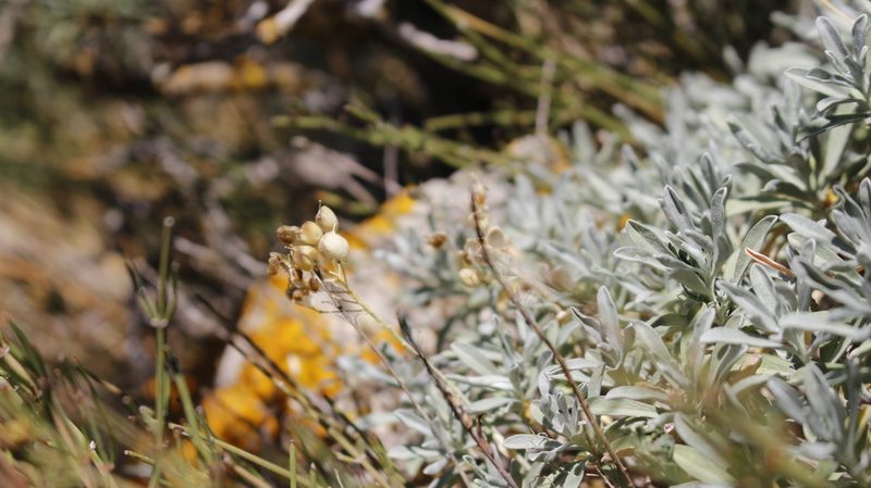 Hormathophylla saxigena, photographed by Bastien Alegot