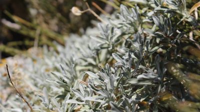 Hormathophylla saxigena, photographed by Bastien Alegot
